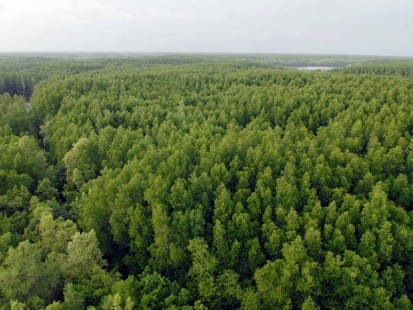 Около 108.260 га новых лесов высажено в первои половине года hinh anh 1