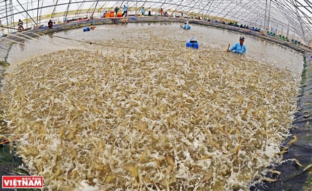 Вьетнам стремится к тому, чтобы экспорт креветок превысил 4 млрд. долл. США hinh anh 1
