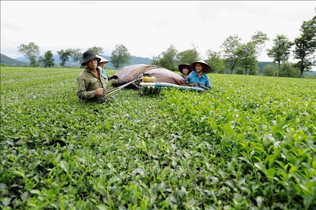 Экспорт вьетнамского чая в Австралию резко увеличился hinh anh 1