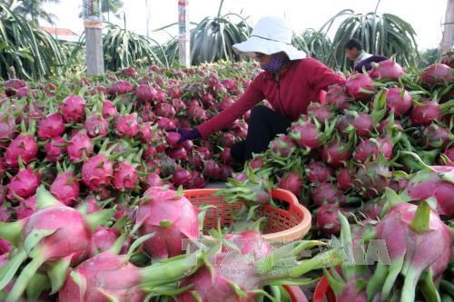 Шонла экспортирует 10 тонн драгонфрутов с краснои мякотью в Россию hinh anh 1