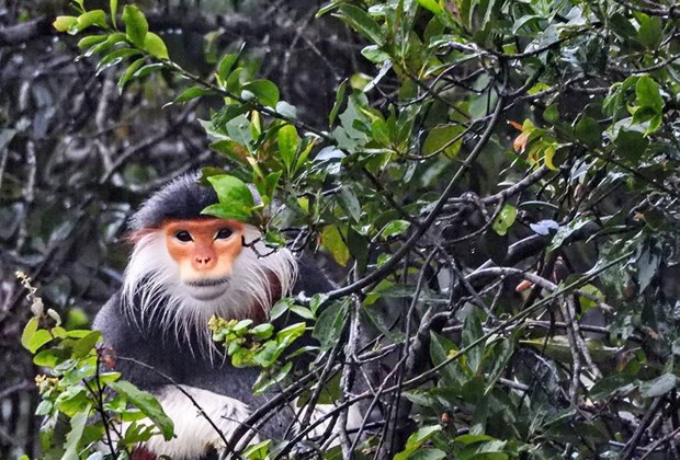 Находящиися под угрозои исчезновения примат выпущен в национальныи парк Батьма hinh anh 1