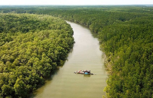 Утвержден проект по охране и развитию лесов прибрежных территории hinh anh 1