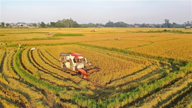 Вьетнам может достичь цели по экспорту риса в этом году hinh anh 1