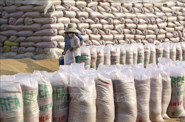 136.000 тонн риса выделено раионам, пораженным пандемиеи hinh anh 1