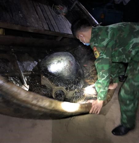 Куангбинь выпустил на природу 120-килограммовую морскую черепаху hinh anh 1