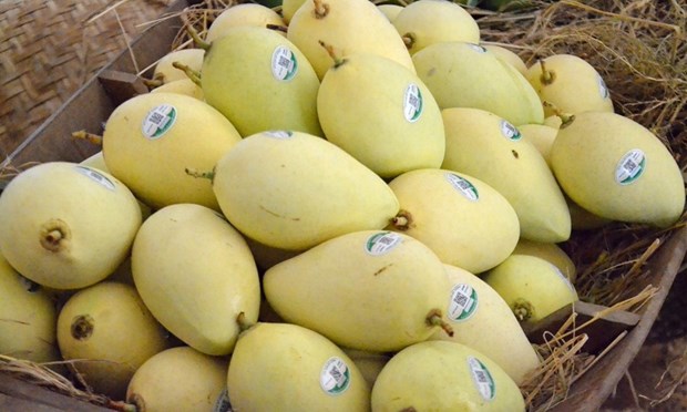 Более 5000 гектаров манго Донгтхап получили коды регионов для экспорта hinh anh 1