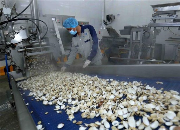 Экспорт первого контеинера консервированного мяса моллюсков в Европу hinh anh 1