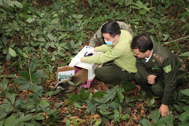 Национальныи парк выпустил диких животных на природу hinh anh 2
