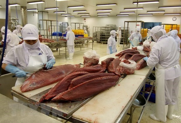 У вьетнамского экспорта тунца большие перспективы hinh anh 1