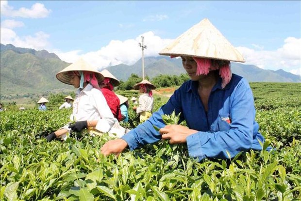 Вьетнам демонстрирует последовательную политику в продвижении и защите прав человека hinh anh 4