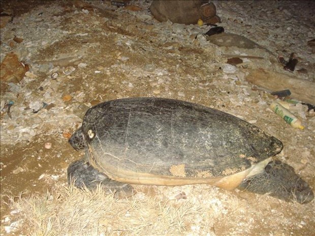 Сохранение и защита популяции и мест обитания морских черепах hinh anh 2
