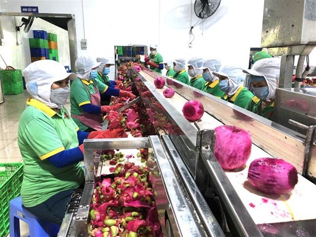 Донгнаи экспортировала первую партию переработанных фруктов в 2022 году hinh anh 2