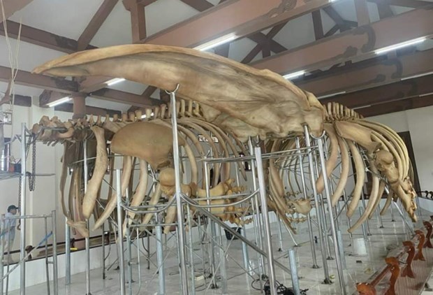 Два набора скелетов 300-летнего кита восстановлены hinh anh 1