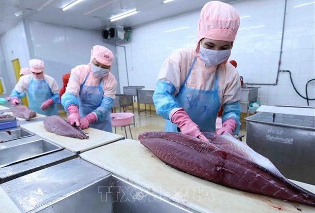 Катализатор роста вьетнамского экспорта тунца hinh anh 1