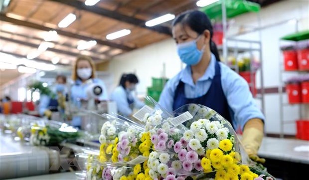 Снова открыт экспорт срезанных цветов из Вьетнама в Австралию hinh anh 1