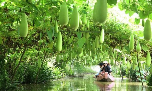 Туризм Вьетнама: особенности экологического зеленого туризма в Донгтхапе hinh anh 1