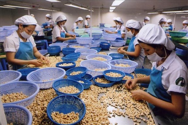 Премьер-министр распорядился поддержать экспортеров орехов кешью, которые были обмануты мошенниками hinh anh 1