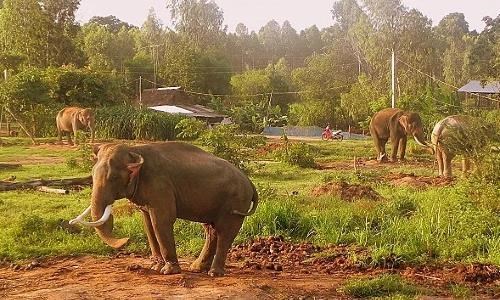 Корректировка проекта «Общее сохранение вьетнамских слонов в период 2013-2020 гг.» hinh anh 1