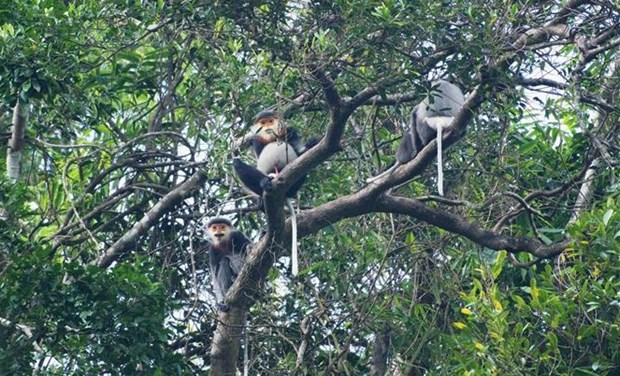 Куангнам расширяет естественную среду обитания редких лангуров hinh anh 1