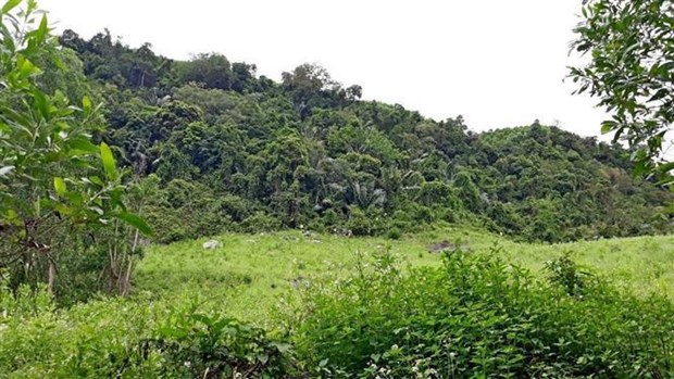 Куангнам расширяет естественную среду обитания редких лангуров hinh anh 2