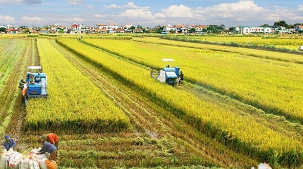 В дельте Меконга будет выращиваться 1 млн. га высококачественного риса hinh anh 1