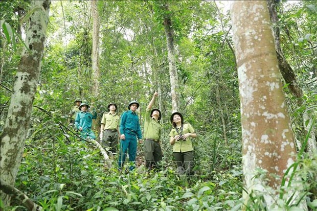 Утверждение Программы устоичивого развития лесного хозяиства на 2021-2025 гг. hinh anh 2