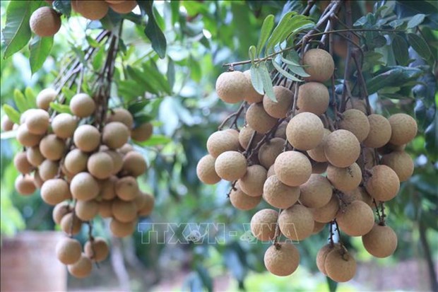 10 тонн вьетнамского лонгана экспортированы в Австралию hinh anh 2
