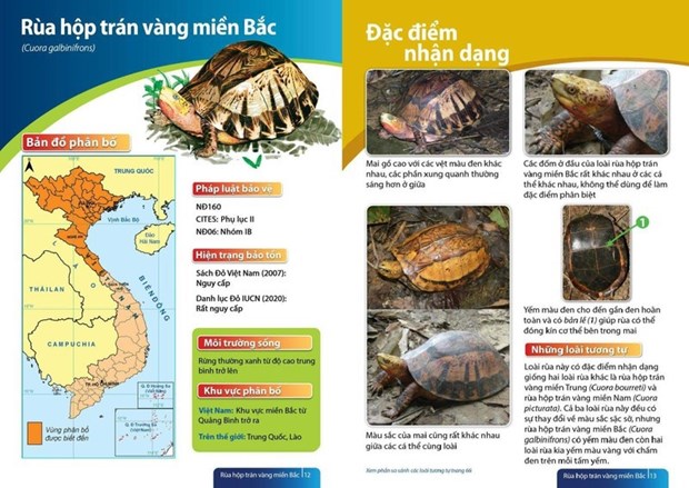Опубликовано Руководство по видам сухопутных и пресноводных черепах во Вьетнаме hinh anh 1