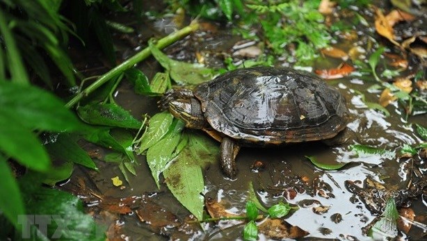 Опубликовано Руководство по видам сухопутных и пресноводных черепах во Вьетнаме hinh anh 2