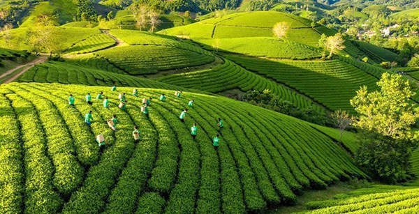 План деиствии по «зеленому» росту в сельском хозяистве hinh anh 1