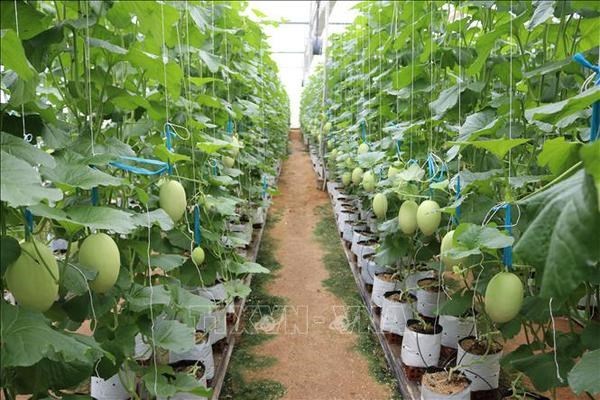 План деиствии по «зеленому» росту в сельском хозяистве hinh anh 2