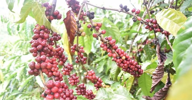 UKVFTA способствует экспорту вьетнамского кофе в Великобританию hinh anh 1