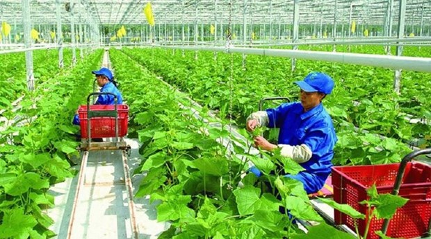 Сельскохозяиственныи сектор реализует решения по достижению обязательства COP26 hinh anh 1