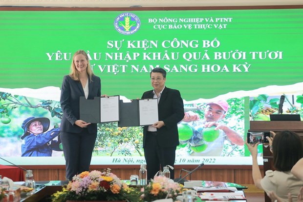 США начали импорт свежих вьетнамских помело hinh anh 2