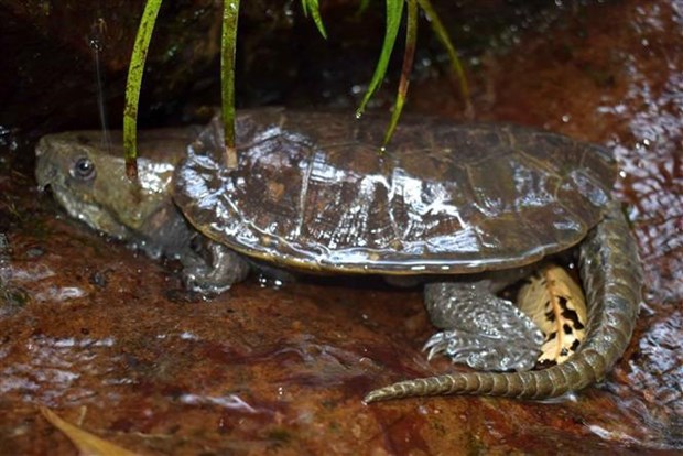 Редкие черепахи наидены в заповеднике Тханьхоа hinh anh 2