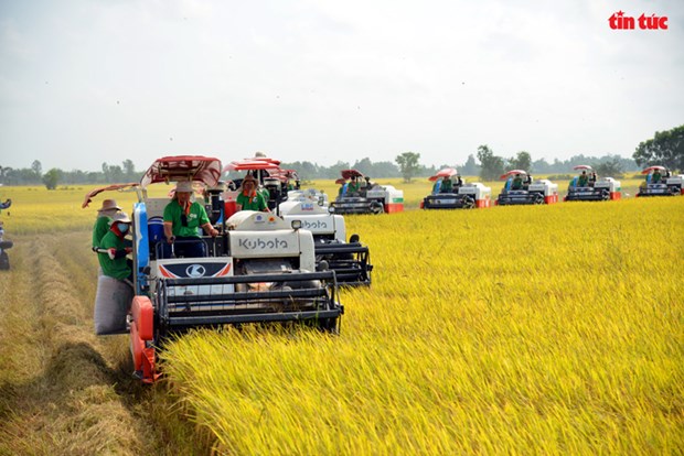 Вьетнамско-японское совместное предприятие расширяет выращивание риса для экспорта в Европу hinh anh 1
