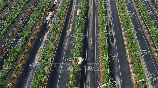 Ханои продвигает высокотехнологичное сельскохозяиственное производство hinh anh 1