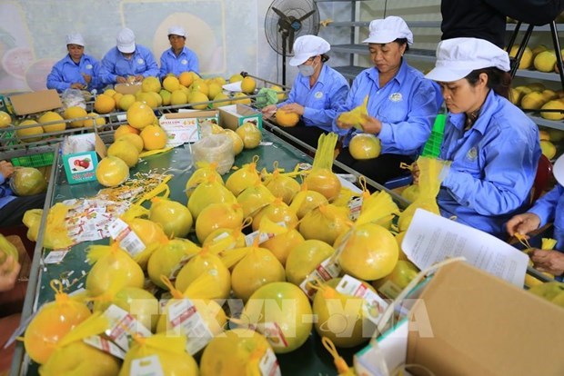 «Зеленыи переход» создает возможности для экспорта Вьетнама hinh anh 1