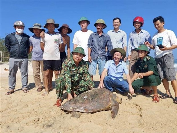 Куангчи: 70-килограммовая оливковая черепаха выпущена в морскую среду hinh anh 2