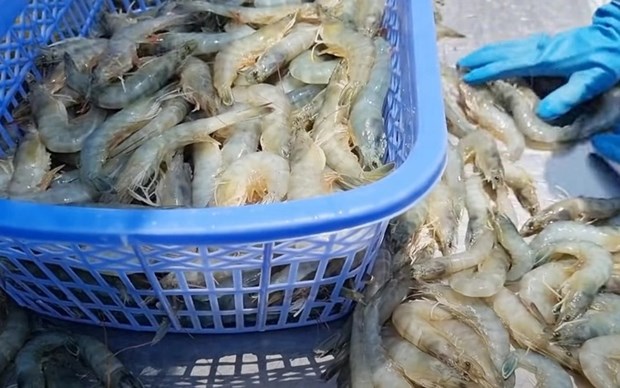 Вьетнам является ведущим поставщиком морепродуктов в США hinh anh 2