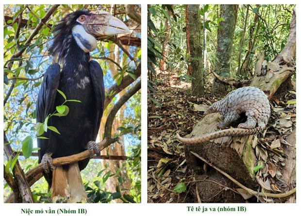 Животные 14 редких видов выпущены в национальныи парк Бу Жа Мап hinh anh 1