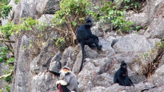 В заповеднике Куангбинь обнаружены редкие приматы hinh anh 1