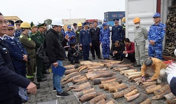 Полтонны контрабанднои слоновои кости изъяли в городе Хаифон hinh anh 1