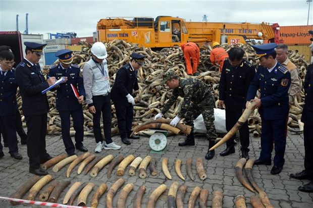 Обнаружено и изъято большое количество контрабанднои слоновои кости hinh anh 1