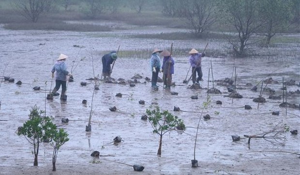 Проект по восстановлению мангровых зарослеи, финансируемыи РК, стартовал в Ниньбине hinh anh 1