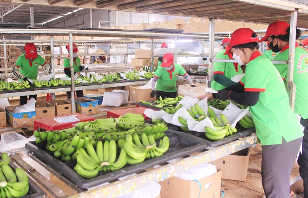 Экспорт фруктов и овощеи может достичь 4 млрд. долл. США hinh anh 2