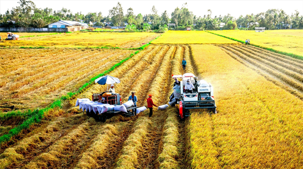 Сельскохозяиственныи сектор к 2030 году стремится привлечь 25 млрд. долл. США ПИИ hinh anh 1