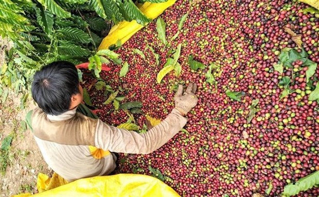 Семинар ищет способы повысить стоимость вьетнамского кофе hinh anh 1