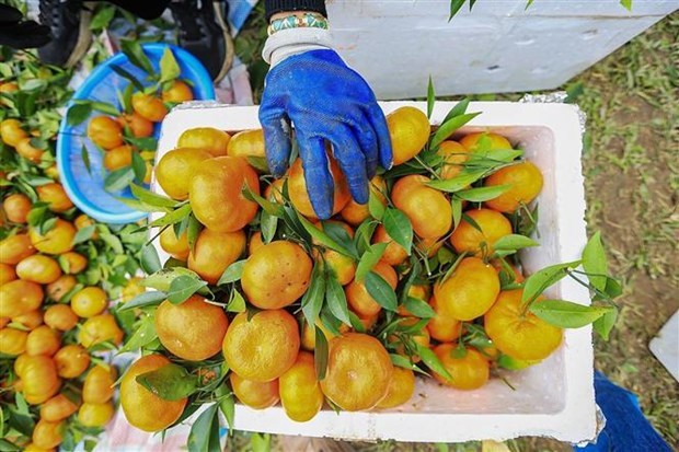 Вьетнамскии апельсин Каофонг поступил на рынок Великобритании hinh anh 2