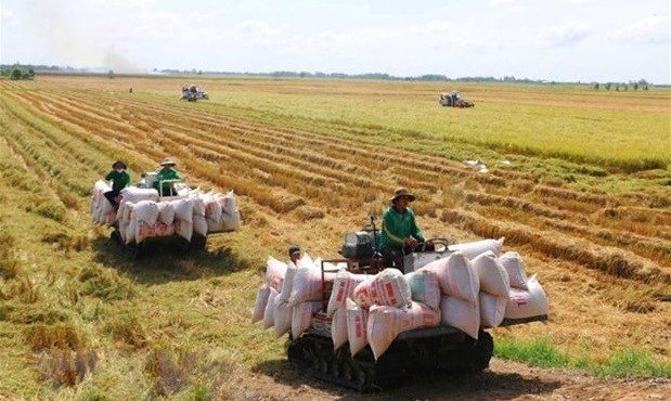 Вьетнам к 2030 году вырастит 1 млн. га высококачественного риса с низким уровнем выбросов hinh anh 1